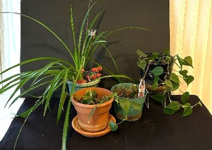 LR - Houseplants Collection - Assorted Live Plants (Lot of 4)
