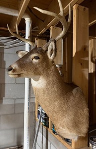 Whitetail Deer Buck Shoulder Taxidermy Mount Multi Point Rack Good