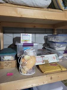 Sea Shells & Shell Leis - California & Florida Collection