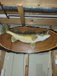 Largemouth Bass - Live Edge Wood Plaque Wall Mount