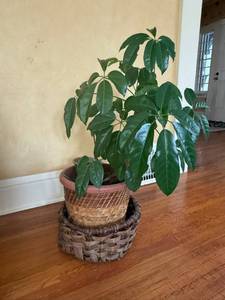 lot 18 image: Ficus benjamina Weeping Fig - Indoor Plant in Terracotta Pot, 2.5-3 ft tall