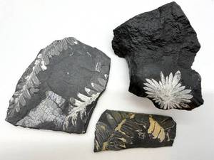 lot 100 image: Fossil Ferns on Black Shale (Lot of 3)