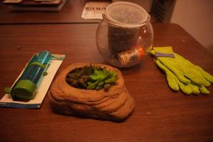 Artificial Succulents fish bowl, new gardening gloves, pet silo drinker