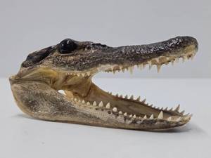 Genuine Juvenile Alligator Head