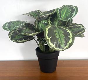 LR - Faux Calathea White Fusion - Variegated Prayer Plant