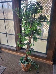 Ficus Benjamina Indoor Tree in Woven Basket