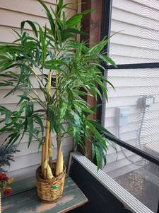 Dracaena Plant - Multi-Stem Indoor Houseplant in Woven Basket