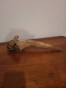 Fossilized Bone Fragment - Weathered Long Bone with Irregular End