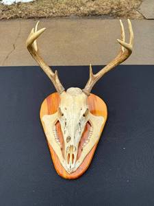 Whitetail Deer Skull with Antlers Taxidermy Mount on Wood Plaque