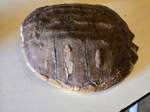 Snapping Turtle shell measuring approximately 12 inches