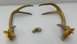 Six Point Buck Deer Antlers And Small Rodent Skull