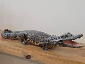 28 Alligator Taxidermy