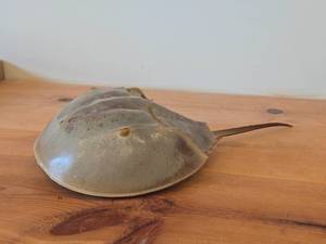 Preserved Specimen  Molt  Shed Exoskeleton of a Horseshoe Crab