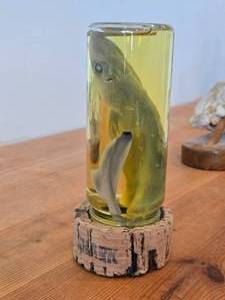 Vintage 8 Baby Shark in a Jar