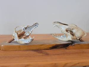 Lot of (2) Taxidermy Art of  Coyote Skulls on a Wooden Plank for Display on a Mantle