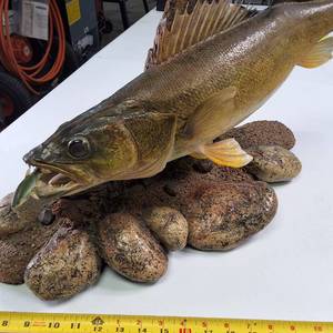 Walleye Fish Mount Over two feet in length, Professionally Mounted and Curated with stones