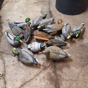 Attn Hunters  Large Lot of Duck Decoys - 12 total on line with weights