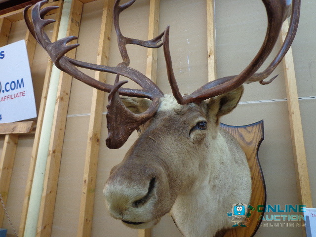 Barron Ground Caribou