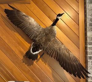 LL - Goose Taxidermy Mount
