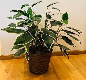 DR - Dieffenbachia Variegated Faux Plant - 33-Inch Tall in Woven Basket