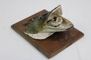 Taxidermy Fish Head Mounted on Wood Plaque Display - Rustic Marine Trophy 10 x 8 x 5
