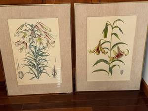 Lilium nepalense - Botanical Prints (Lot of 2)