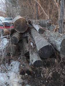 10 Saw Mill Grade Logs Ash & White Oak