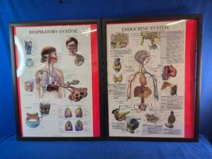 Pictures Of the body Systems ex Nervous system