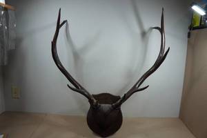 Wall-Mounted Elk Horns - Stained