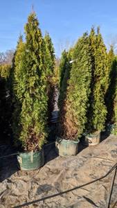 Emerald Green Arbovitae - 5-6 - Lot of 10 Trees