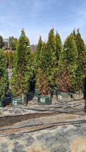 Emerald Green Arbovitae - 5-6 - Lot of 10 Trees