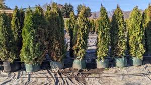 Emerald Green Arbovitae - 5-6 - Lot of 10 Trees