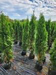 Emerald Green Arborvitae 5' - 6'