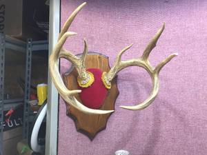 Nice - White Tails Deer - Antler Mount