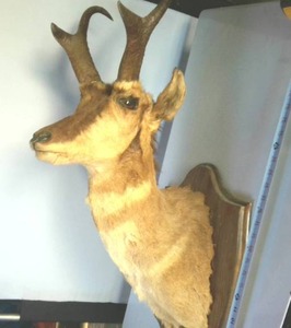 Wall hanging Ibex Shoulder Mount, 30 inches tall, 12 inches wide