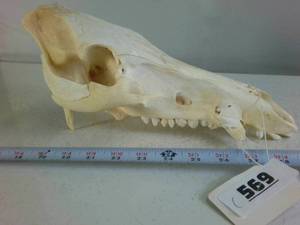 Bovine Skull (cleaned)
