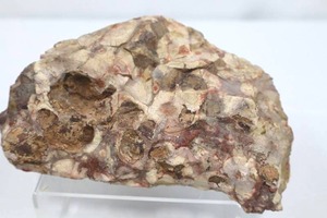 Birds Eye Rhyolite Desert Rose Rock&nbsp
