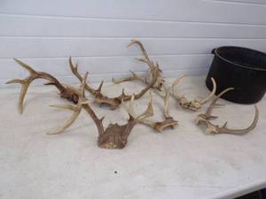 Deer Antlers