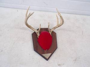 Deer Antler Mount