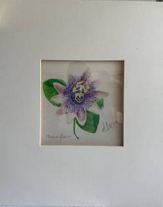 Julio de Diego - Passion Flower (Graphite, Ink & Watercolor on Paper) c. 1970