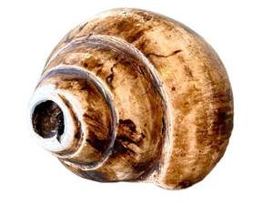 O - Conch Shell - Natural Seashell, 7in L x 3.75in W, Coastal Display Piece