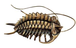Allan Drummond Trilobite Replica - Ceraurus Species Fossil