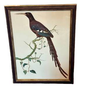Tobias Hoason Watercolor Bird Painting - Framed