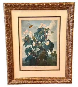 The Temple of Flora Engraving - Oblique Leaved Begonia,  Framed