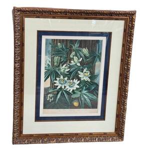 LR - The Blue Passion Flower - Framed Botanical Print, London 1800  Robert John Thorton The Temple of Flora