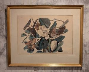 B - Vintage Black-Billed Cuckoo Botanical Engraving - Framed Print by R. Havell