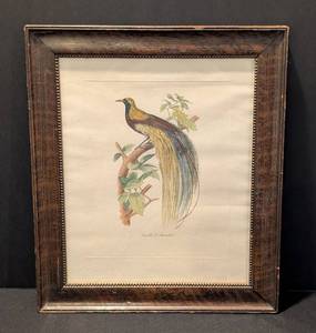 LR - Bird of Paradise Etching - Vintage Framed Art (Uccello Di Paradiso)