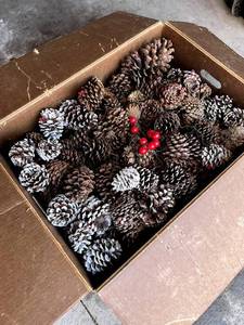 Assorted Decorative Pinecones in Box - Assorted Sizes, Frosted & Natural with Red Berries