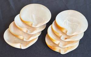 DR - Eight Shells - Natural Pearlescent