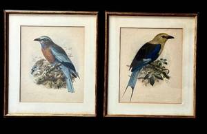LR - I.G. Kielman Burmese Roller Lithograph & Bluebellied Roller Lithograph - Framed Pair